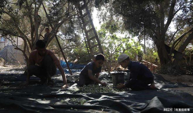:西岸农民因定居者暴力而无法收获橄榄pg电子平台“橄榄对我们就是一切”(图1) :西岸农民因定居者暴力而无法收获橄榄pg电子平台“橄榄对我们就是一切”(图1)