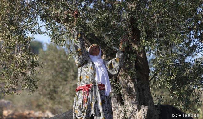 :西岸农民因定居者暴力而无法收获橄榄pg电子平台“橄榄对我们就是一切”(图4) :西岸农民因定居者暴力而无法收获橄榄pg电子平台“橄榄对我们就是一切”(图4)